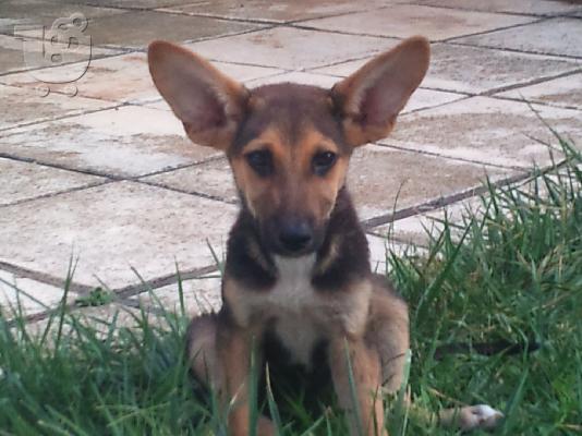 PoulaTo: xarizete imiaimo 3 minon thilikia